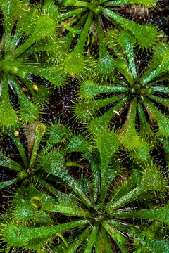 Spathulate-leaved Sundew (Drosera capillaris)