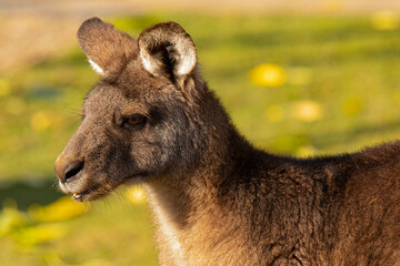 Kangaroo, Prague zoo