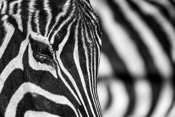Fototapeta na wymiar Zebra, Prague zoo