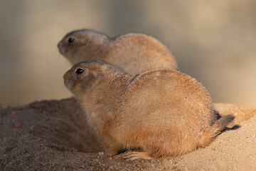 Gopher, Prague zoo