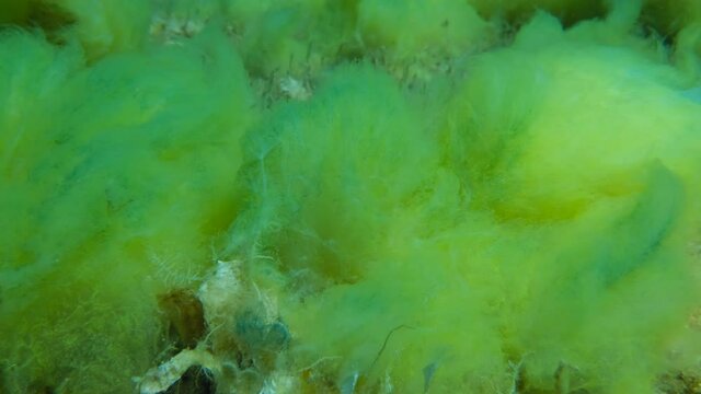 Close-up of Seabed covered with Filamentous algae (Acinetospora crinita). Natural background Green alga.  (4K - 60 fps) Adriatic Sea, Montenegro, Europe 