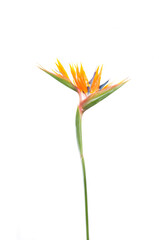 tropical plant strelitzia with colors