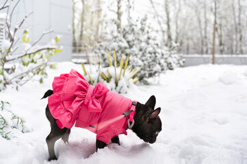 French bulldog playing in the snow
