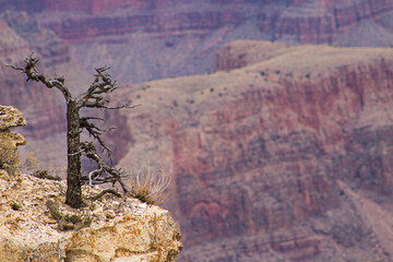 Grand Canyon National Park, AZ, USA. Focus on tree.