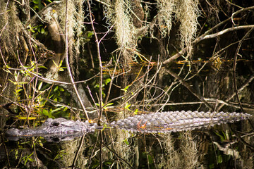 American crocodile lays in wait in river bed, Everglades, FL, USA.