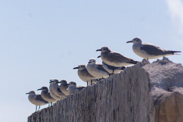 Sea gulls sit in row. Key West, FL, USA.
