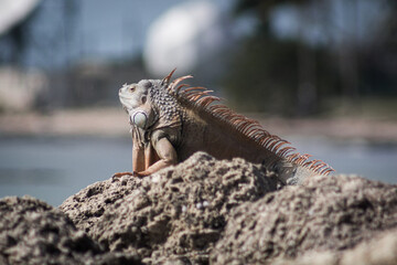 Wild iguana suns on rocks. Keys, FL, USA