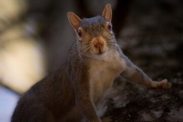 American gray squirrel. Gateway park, Travelers Rest, SC, USA.