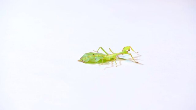 Macro shot of a nymph of Phyllium philippinicum, a species of tropical leaf insect, leaf bug, walking leaf, or bug leaf from the Philippines, Asia. Exotic animal, phasmid walking on white background