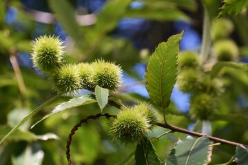 Branches with fruits en green leaves of Castanea Dentata or American chestnut tree.