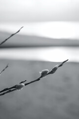 twigs pussy-willow with catkins toned in trendy ultimate grey color