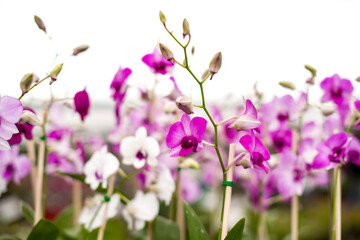 Fototapeta na wymiar orchids in nature