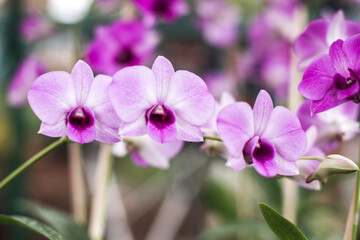 Fototapeta premium orchids in nature