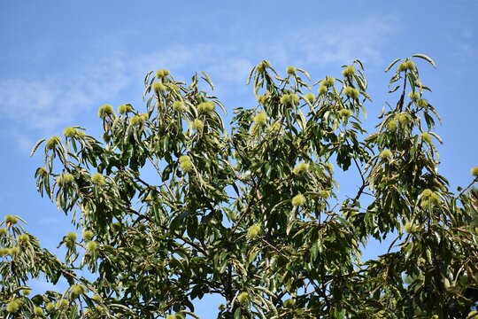 Branches with fruits en green leaves of Castanea Dentata or American chestnut tree.