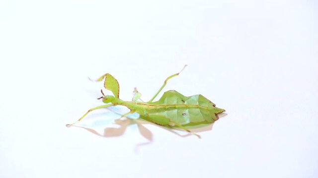 Studio shot of a young Phyllium philippinicum, a species of tropical leaf insect, leaf bug, walking leaf, or bug leaf from the Philippines, Asia. Exotic animal, phasmid walking on white background