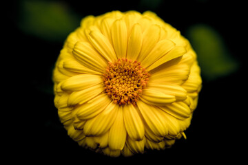 Yellow flower in macro close up photo