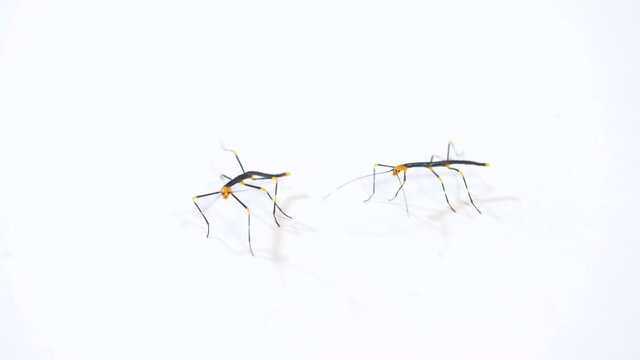 Studio shot of two nymphs of Oreophoetes peruana, a species of stick insects from Peru, Latin America. Animals, phasmids walking on white background. Copy space