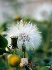 dandelion in bloom
