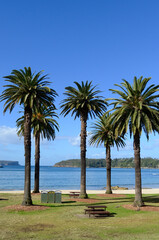 palm trees on the beach