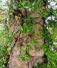 Ivy on the old column, Green leaves on the old column