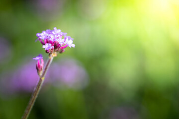 The background image of the colorful flowers