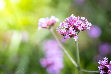 The background image of the colorful flowers