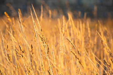 Obraz premium The golden wheat field