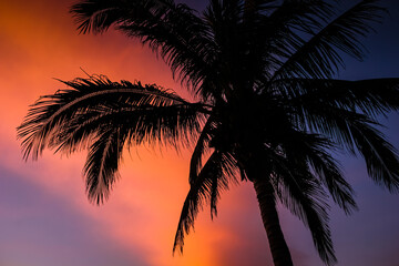 Fototapeta na wymiar Palm Tree Silhouette Under Tropical Evening Sky
