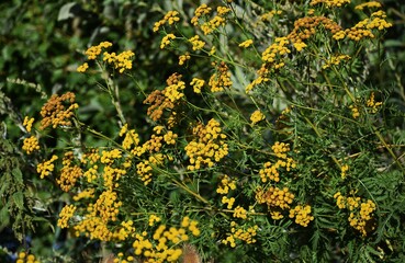 Flowers of Tansy or Tanacetum Vulgare, also known as Bitter Buttons, Cow Bitter, or Golden Buttons,...