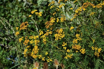 Flowers of Tansy or Tanacetum Vulgare, also known as Bitter Buttons, Cow Bitter, or Golden Buttons,...