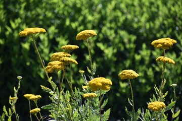 Flowers of Achillea ageratum, also known as sweet yarrow, in the garden.  © beres