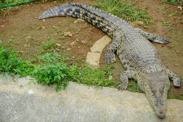 Big crocodile in the nature. Dangerous reptil and predator 