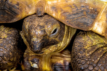Fototapeta premium Shell of a Russian Tortoise (Testudo horsfieldii)