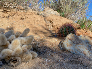 Cactus in the Arizona dry mountain desert, United States