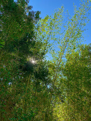 Kyoto, Japan Bamboo Forest with sun on the background
