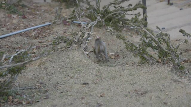 Baby Nihonzaru Japanese Macaque Running in Slow Motion