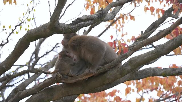 Baby Nihonzaru drinking Mother Macaques Milk in Autumn Tree