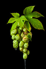 Natural fresh hop plant vine with water trickle isolated on a black background.