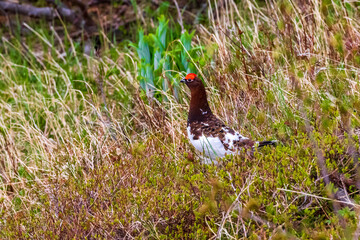 Wild male willow ptarmigan (state bird of Alaska)  in meadow in the Chugach Mountains of Alaska.  The bird is a member of the grouse subfamily.