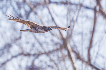 Red-Tailed Hawk Hunts in a Forest Thicket