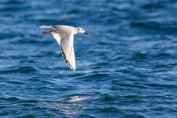 Graceful Bonaparte's Gull Flies Over Blue Puget Sound
