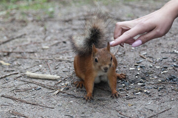 Naklejka na ściany i meble Woman's hand pets little red squirrel