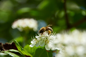 bee on a flower