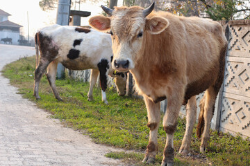 The gray cow poses for the photographer against the wall of the house.