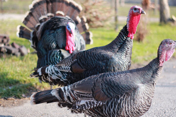 The female turkeys come after them, the male turkey with fluff to impress.