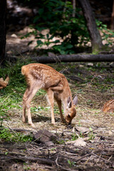 deer in the forest