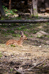 deer in the forest