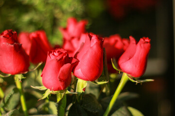 Wonderful bunch of red roses. Wedding anniversary, Valentine's Day, red roses gifted to girlfriend. Great pattern and background