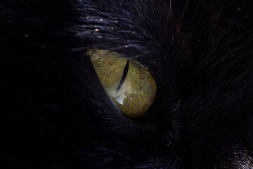 cat on the night