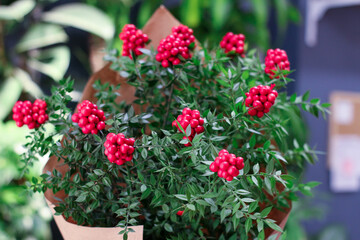 Fototapeta na wymiar Christmas flower , green leaves and little red fruits